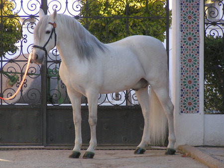 Acertado The Spanish Stallion - spanish horse, horses, animals, andalusian horse, acertado