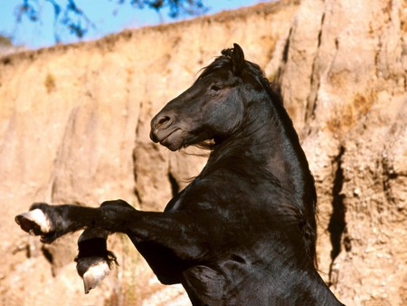 Black Horse - black, horse