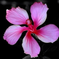 Pink Flower