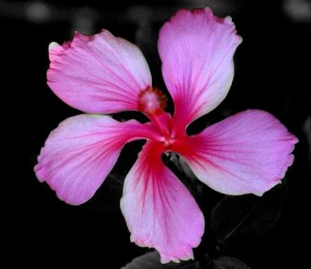 Pink Flower - flower, pink