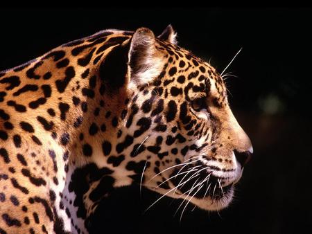 Leopard - leopard, cats, animal