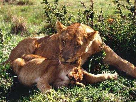 romantic time - lions, mum, cub