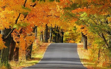 Autumn Road - autumn road, cool