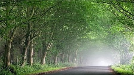 Morning Mist Along The Green - breezing, amazing, brightness, beauty, lovely, cool, fascinating