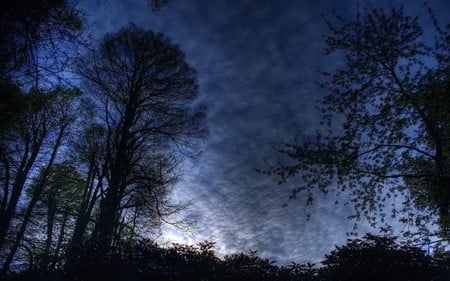 Night forest - sky, dark, trees, blue