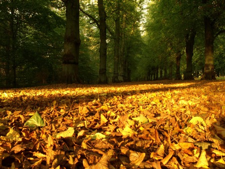 Autumn Leaves Carpet - women, cartoon, water, heart, colour, road, love, fentasy, animal, funny, red, cute, 3d, romence, hearts