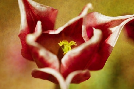 beautiful - nice, flower, red