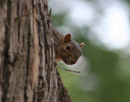 squirrel - light, tree, squirrel