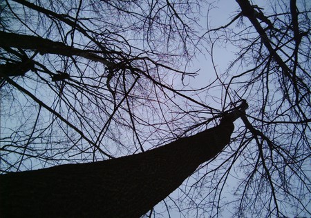 Up In The Trees - trees, nature, sky