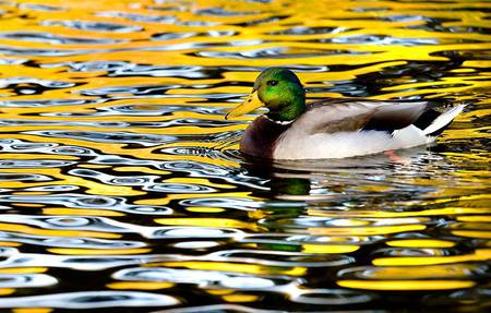 Sitting Duck - ducks, animals