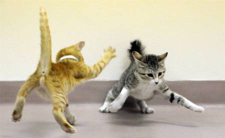 Getting Schooled - cats, animals