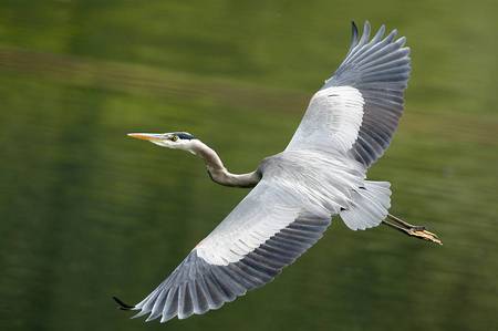 Blue Heron - bird, heron, animals