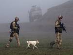 Dog Follows German Soliders