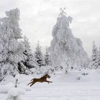 Dogs Running In Snow