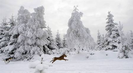 Dogs Running In Snow - animals, dogs, snow