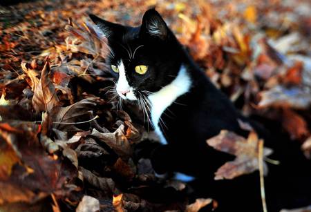 Magic Moment - animals, cats