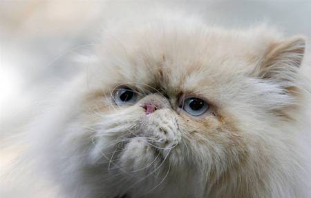 Persian Cat - cats, persian, animals