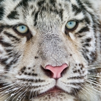 White tiger