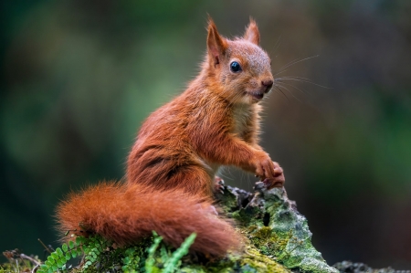 Squirrel - animal, cute, red, squirrel, tail, veverita