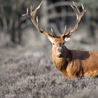 King of the forest