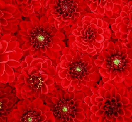 Dahlias - carpet, dahlia, flower, skin, texture