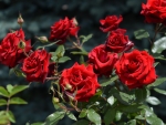 Red roses