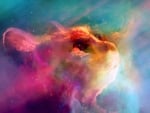 Celestial cat in young colors