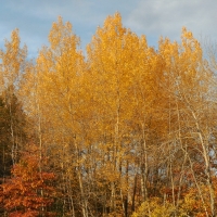 Birch Trees in Autumn