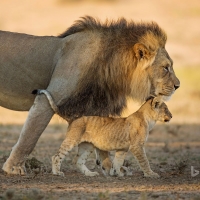 Real Life Mufassa And Simba
