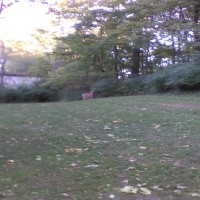 A quiet afternoon in the Park 1