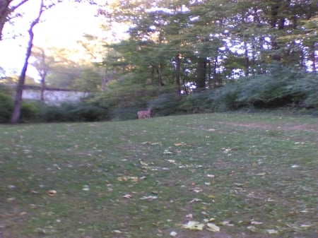 A quiet afternoon in the Park 1