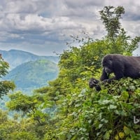 Mountain Gorilla