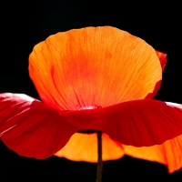 Perfect Poppy