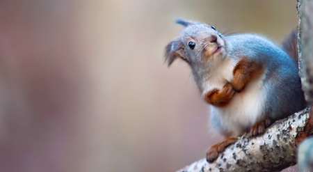 Hi there! - animals, cute, nature, squirrels, wallpaper, wild, wild animals, wilderness, wildlife