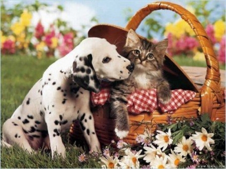 cute friends in the garden - garden, cats, cute, friends, puppy, animals