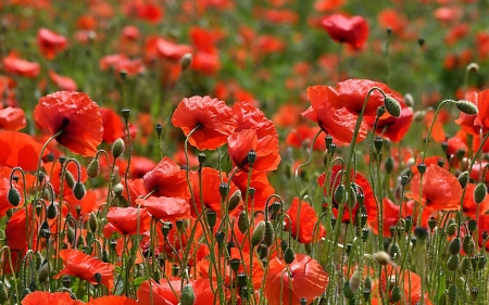 Poppies - flowers, poppies, nature, red