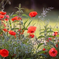 Poppies