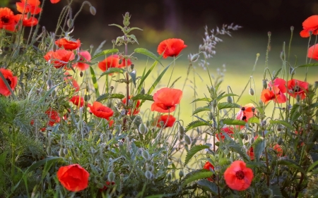 Poppies