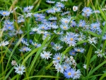 Blue Flowers