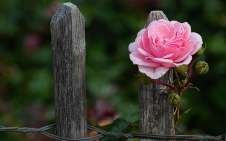 Rose and Fence - wooden, rose, fence, flower, pink