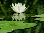 White Waterlily