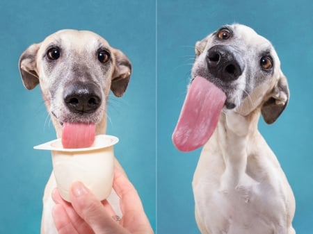 :P - elke vogelsang, blue, dog, pink, wieselblitz, ice cream, animal, funny, caine, tongue