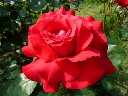 Red rose - red, green, plants, stem, rose, flower, petals, leaves