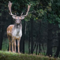 Stag