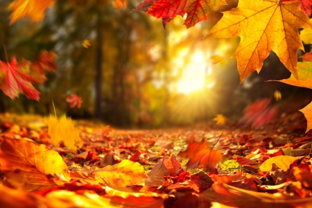 Fall Foliage Other Nature Background Wallpapers On Desktop