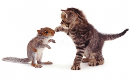 are we friends ? - animals, cats, friends, mouse