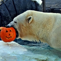 White Polar Bear With Pumpkin