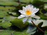 Waterlily