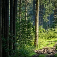 Forest Path