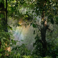 Rainbow in a Rainforest